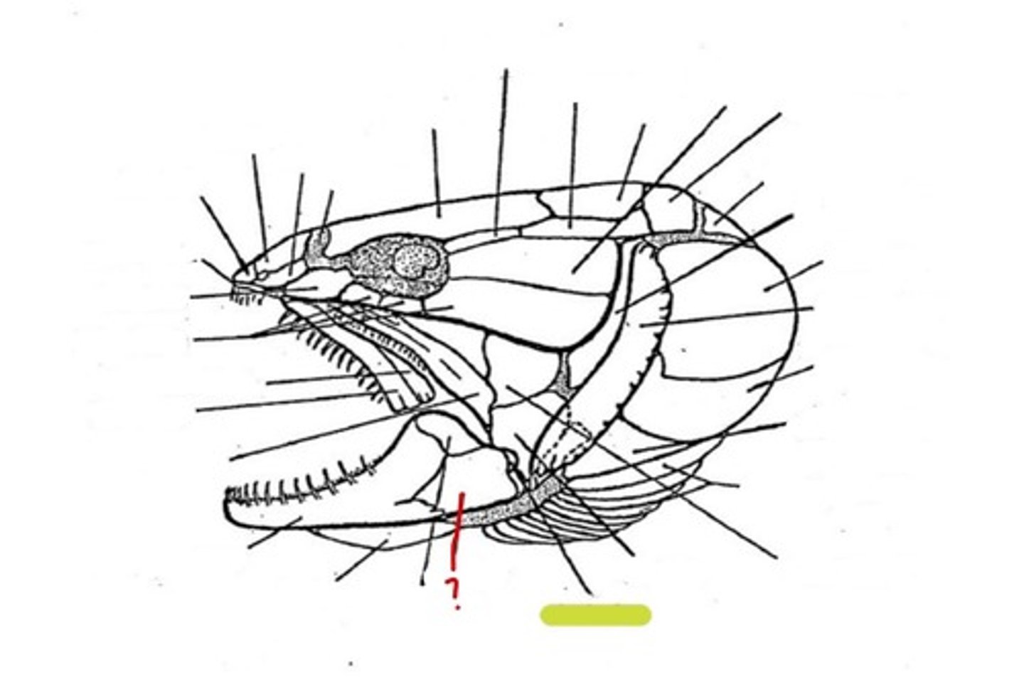 <p>What bone is this</p>