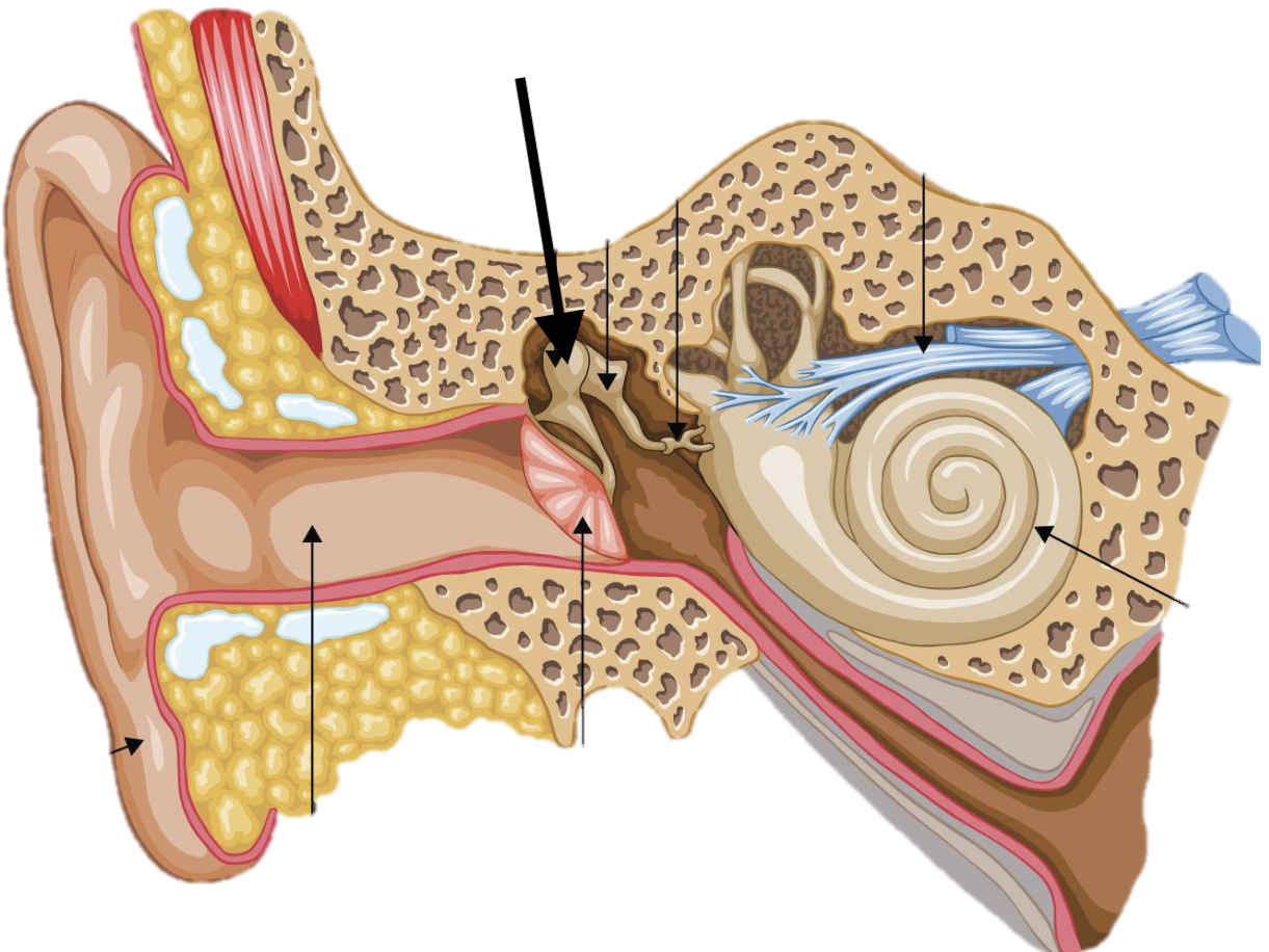 <p>Name the feature of the ear ossicle</p>