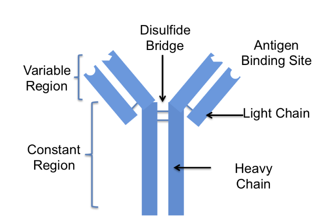 <ul><li><p>Made by B cells to neutralise pathogens</p></li><li><p>4 polypeptides: 2 heavy, 2 light</p></li><li><p>Forms Y shape</p></li><li><p>Tips of Y (variable region) bind to antigen</p></li></ul><p></p>