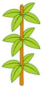 <p>phyllotaxy</p>