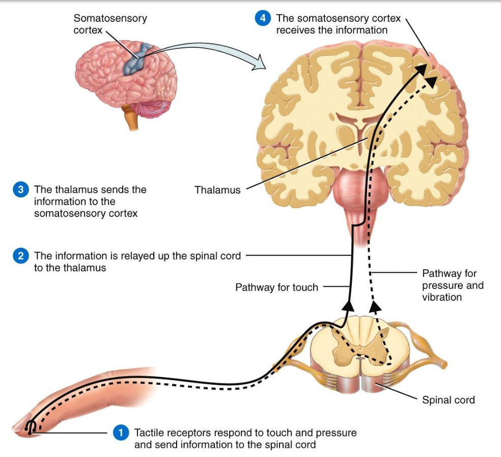 <ol><li><p>Tactile receptors respond to touch and pressure and send information to the spinal cord</p></li><li><p>Information is relayed up to the spinal cord to the thalamus </p></li><li><p>The thalamus sends the information to the somatosensory cortex </p></li><li><p>The somatosensory cortex receives the information</p></li></ol><p>Our brain processes tactile information contralaterally (opposite side of the brain from the body where touch occurred)</p><p></p>