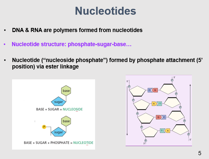 <p>A nucleotide consists of three main components: a phosphate group, a sugar molecule (either deoxyribose in DNA or ribose in RNA), and a nitrogenous base. </p>