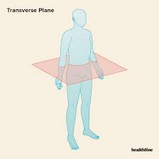 <p>Transverse Horizontal Plane</p>