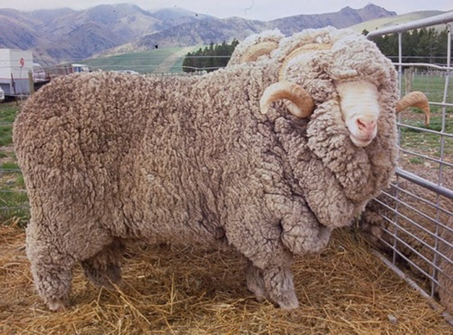 <p>other breeds- highly prolific/lightest muscle sheep:</p><p>originated in New Zealand; fine fleeces, small, inbreed; multiple (unique) genes= influence reproductive rate (F gene- responsible)</p>