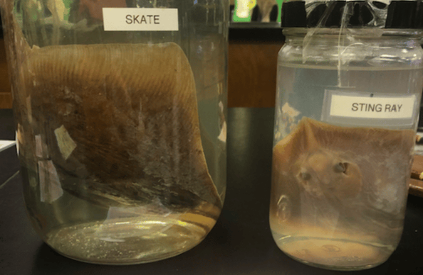 <p>skate &amp; sting ray</p>