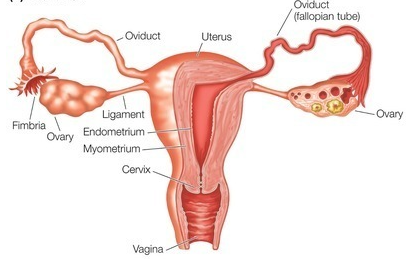 <p><span>This picture shows female reproductive organs. </span><strong><u>Where does fertilization occurs?</u></strong><span> Point to the regions.</span></p>
