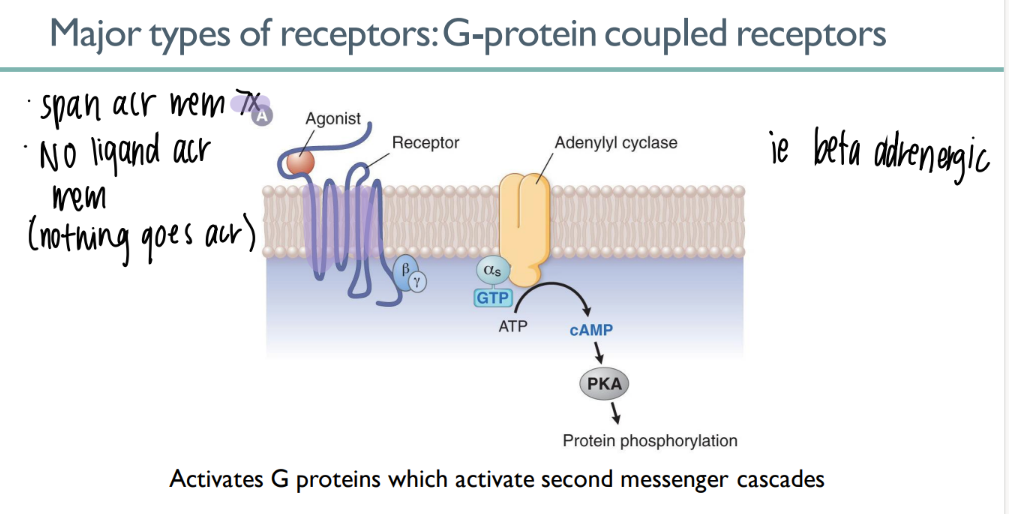 <p>ligand binds to 7-spanning GPCR → signal CASCADE </p>