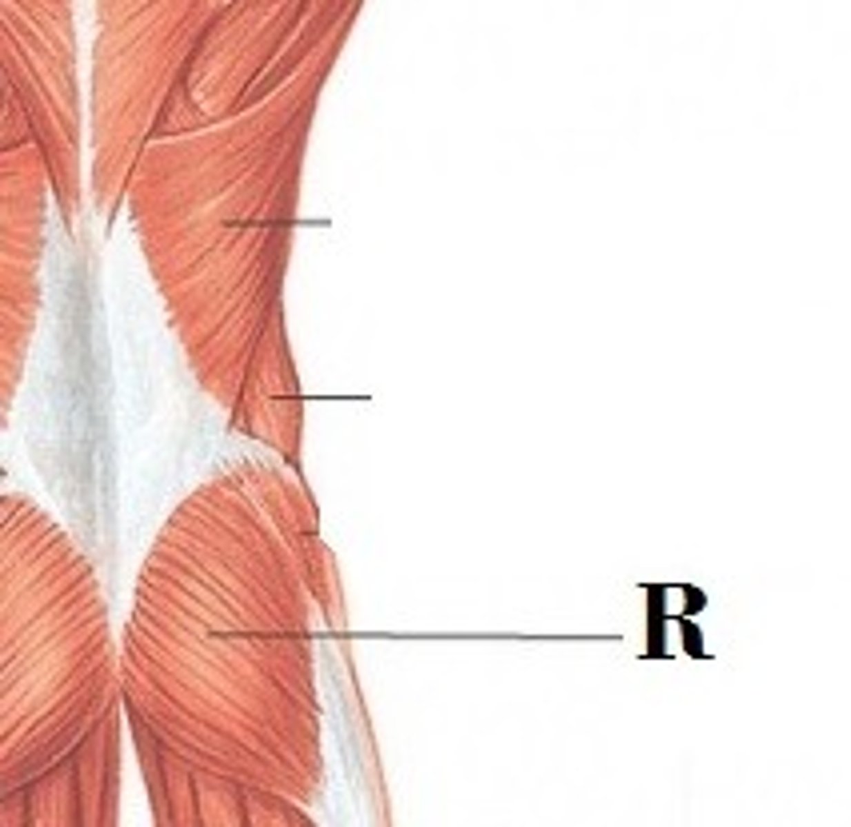 <p>DEFINITION</p><p>muscle is located in the buttocks and is regarded as one of the strongest muscles in the human body. It is connected to the coccyx, or tailbone, as well as other surrounding bones. This muscle is responsible for movement of the hip and thigh.</p>