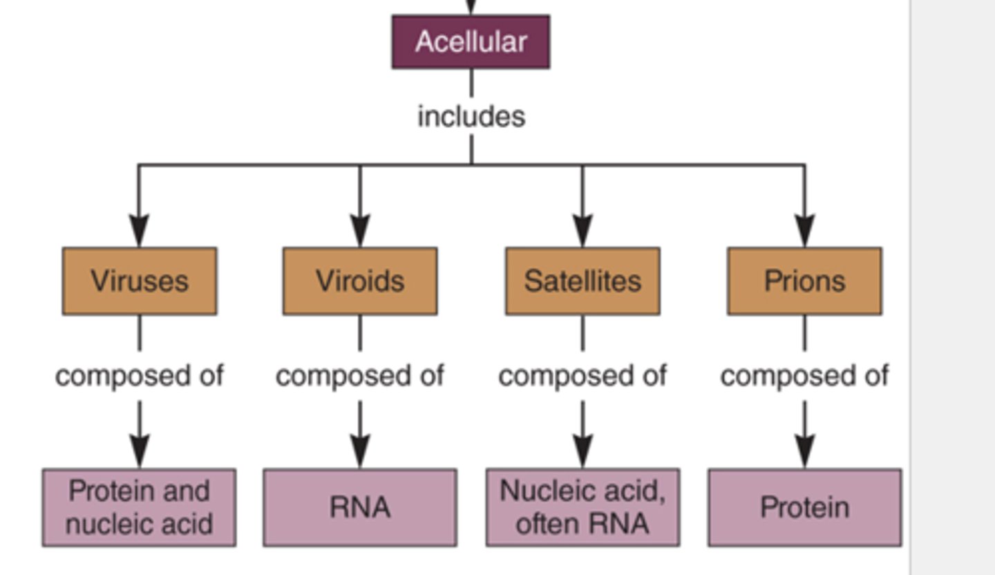<p>Organisms with no cells, technically are really not organisms but infectious agents, Examples includes viruses.</p>