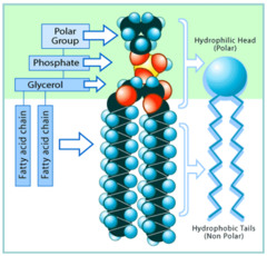 <p>An amphipathic molecule has both a hydrophilic region and a hydrophobic region, such as a phospholipid.</p>