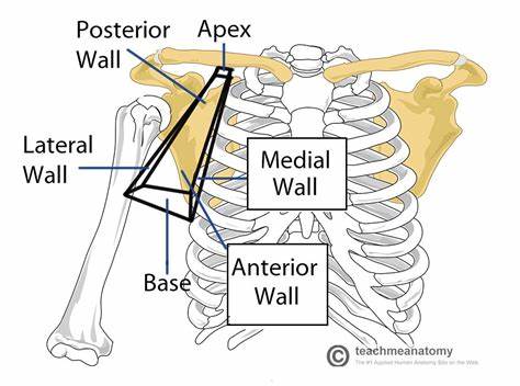 <p>- muscles and bones of the shoulder (posterior wall) </p><p>- lateral surface of thoracic wall (medial wall) </p><p>- apex (point) opens directly to neck </p><p>- base (floor) formed by skin of armpit</p>