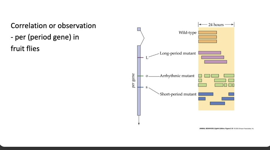 <p>Example of correlation or observation to figure out if a behavior is caused by one gene or a complex of genes INFO CARD FLIP FOR MORE</p>