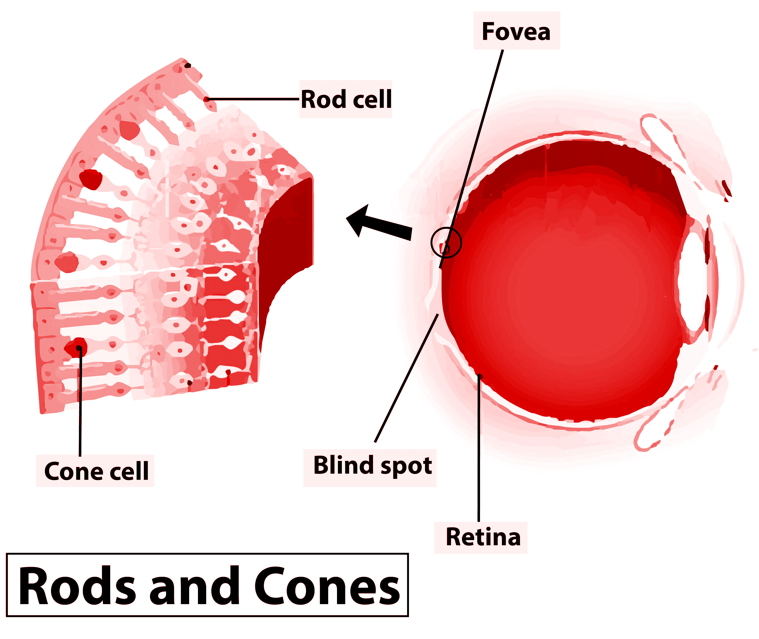 <p><span><strong><span>The light-sensitive inner surface of the eye containing photoreceptor cells that convert light into neural signals.</span></strong></span></p>