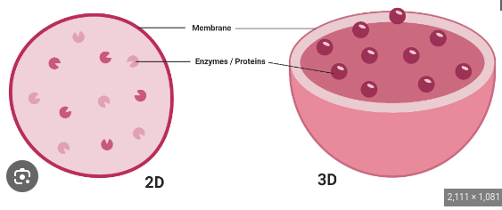 <p>-Small organelles filled with enzymes</p><p>-Used for digestion, or breakdown of lipids,carbs, and proteins into small molecules that cell can use</p><p>-formed from pieces of golgi that break off</p><p></p>
