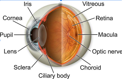 <p><strong><u>Vision (Mod 18)</u></strong></p><p>The light-sensitive inner surface of the eye, containing the receptor rods and cones plus layers of neurons that begin the process of visual information.</p>