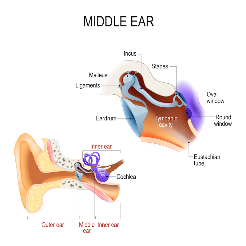 <p>amplifies sound energy and protects inner ear from harmful loud sounds</p><ul><li><p>ossicles</p></li><li><p>impedance matching</p></li><li><p>tympanic membrane</p></li><li><p>acoustic reflex</p></li><li><p>eustachian tube</p></li><li><p>tensor tympani</p></li></ul><p></p>