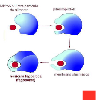 <p>-Ingestion of large solid particles</p><p>-after endocytosis, there is a phagocytic vacuole or phagosome in the</p><p>cytoplasm.</p>