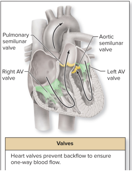 <p>ensure one-way flow thru heart</p><p>-Atrioventricular (AV) valves = Sit between atrium and ventricle of each side</p><p>-Semilunar valves = Sit at boundary of ventricle and arterial trunk</p>