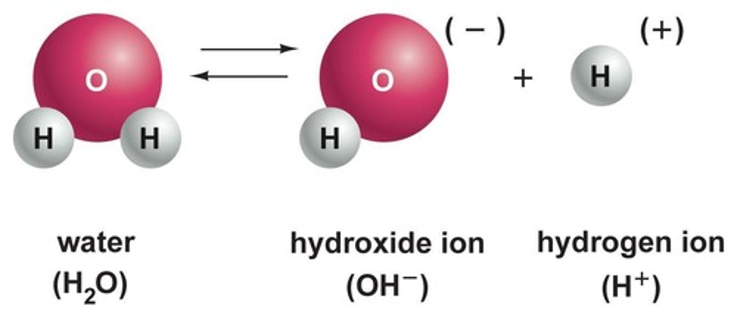 <p>They form hydrogen ions (H+) and hydroxide ions (OH-).</p>