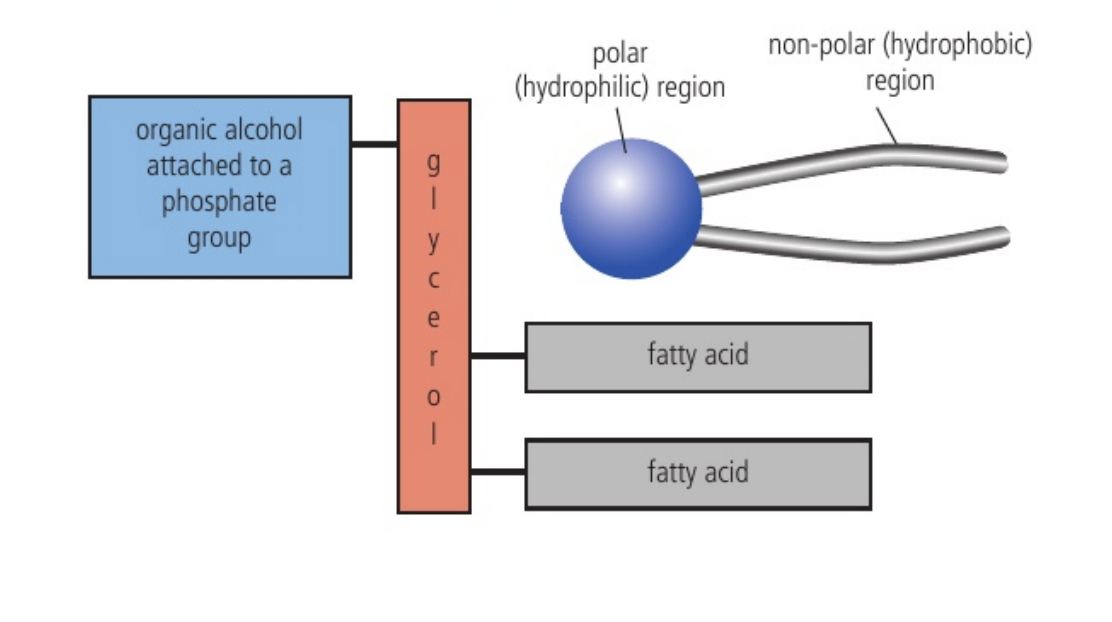 <p>each phospholipid is composed of 3 glycerol. two of the glycerol carbons have fatty acids combined with them. the third carbon is attached to a highly polar organic alcohol that includes a bond to a phosphate group. hence, phospholipids have two distinct areas, where the head is hydrophilic (alcohol) and the tail is hydrophobic, making it amphipathic.</p>