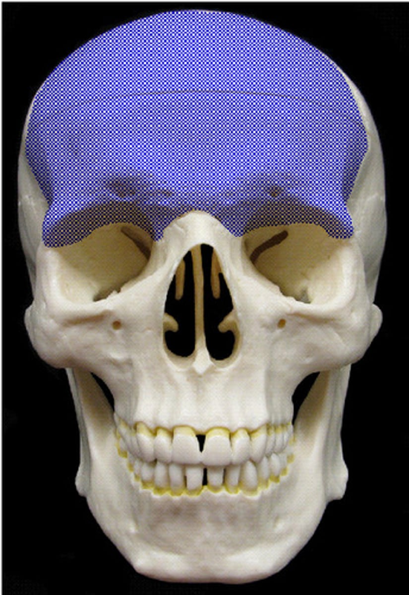 <p>forehead</p>