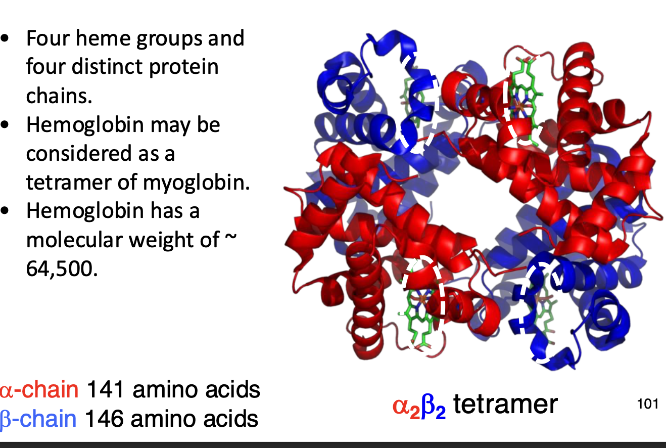 <p>All chains can bind to O2.</p>