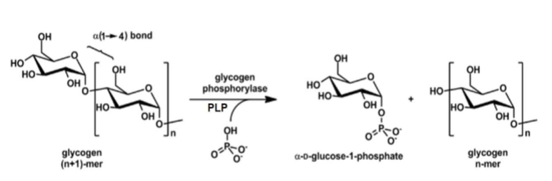 <ul><li><p><span style="color: rgb(0, 0, 0);">Catalyzed by <strong>glycogen phosphorylase</strong></span></p></li><li><p><span style="color: rgb(0, 0, 0);">A. Utilizes <strong>pyridoxal phosphate</strong> (PLP) cofactor &amp; Pi to cleave terminal alpha (1→4) glycosidic bond in a nonreducing end of glycogen to liberate a G1P</span><span style="color: rgb(0, 0, 0);"><br></span><span style="color: rgb(0, 0, 0);">molecule</span></p><ul><li><p><span style="color: rgb(0, 0, 0);">1. Will only cleave off glucosyl residue if it is more than 4 glucosyl residues away from a branch point</span></p></li></ul></li><li><p><span style="color: rgb(0, 0, 0);">B. Reaction will occur over &amp; over again until glucose needs are met</span></p></li><li><p><span style="color: rgb(0, 0, 0);">C. Rate-limiting step of glycogenolysis</span></p></li></ul><p></p>