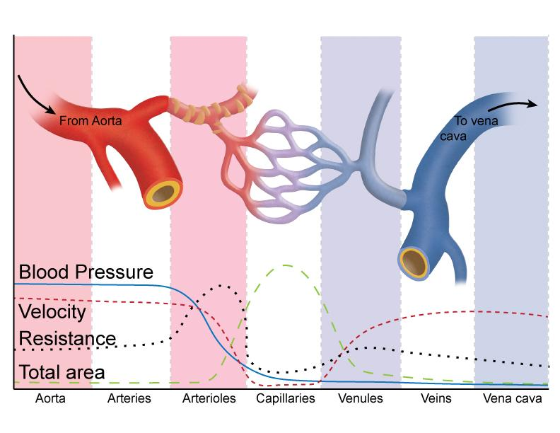 <p>Because resistance to blood flow is proportional to 1/r<sup>4</sup> (r is the radius of the blood vessel), as arteries branch into smaller vessels, the resistance to blood flow increases</p><p>The large increase in the number of smaller vessels causes a proportional decrease in the rate of blood flow</p>