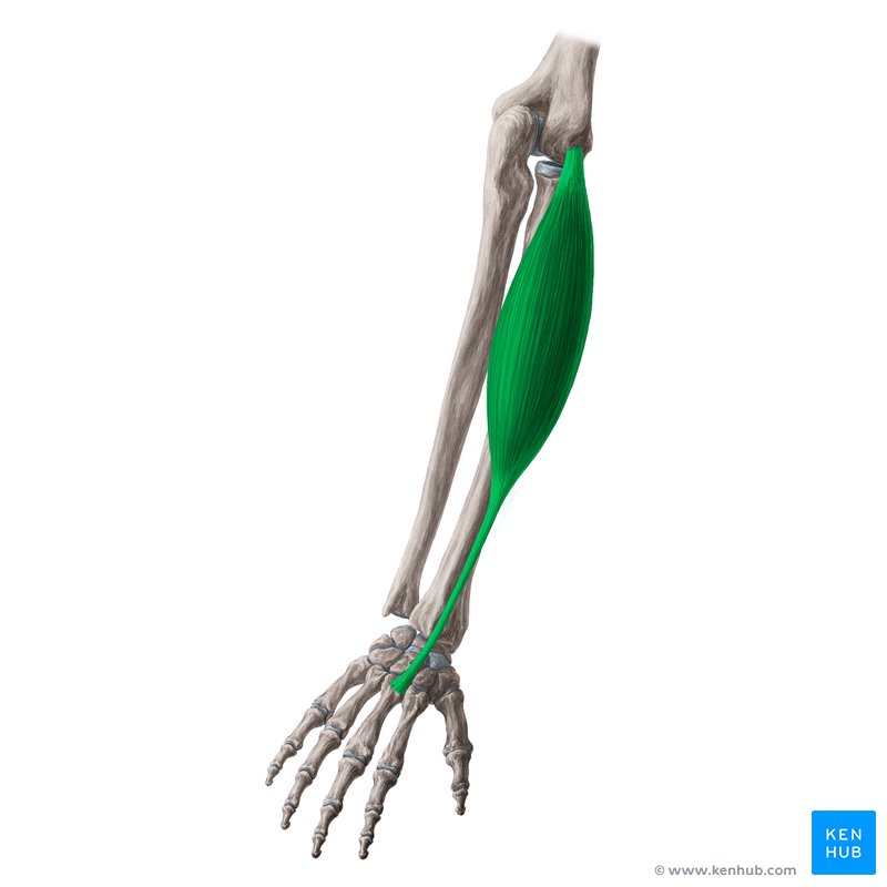 <p>(palms down) extend wrist and radial flexion of hand (ex.ca.ra.bre-is)</p>