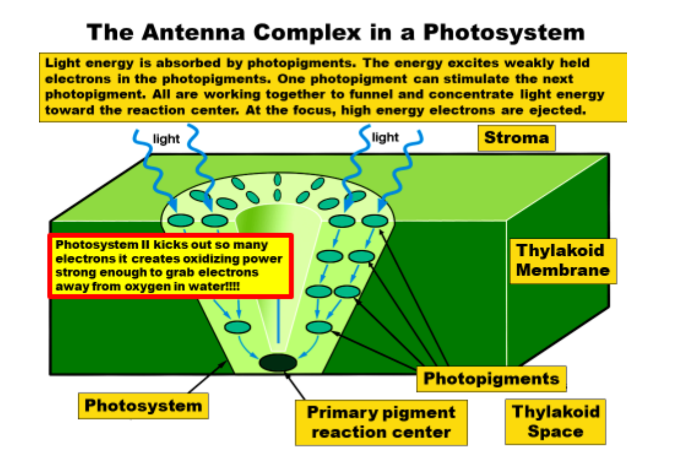<ol><li><p>there is a photosystem </p></li></ol><ol start="2"><li><p>they get light through electrons and can jump from molecule to molecule. </p></li></ol><p>3.Eletrons get kicked out of the primary pigment reaction in the center of the photosystem</p><p>-example P1 and is another kind of ETC</p>