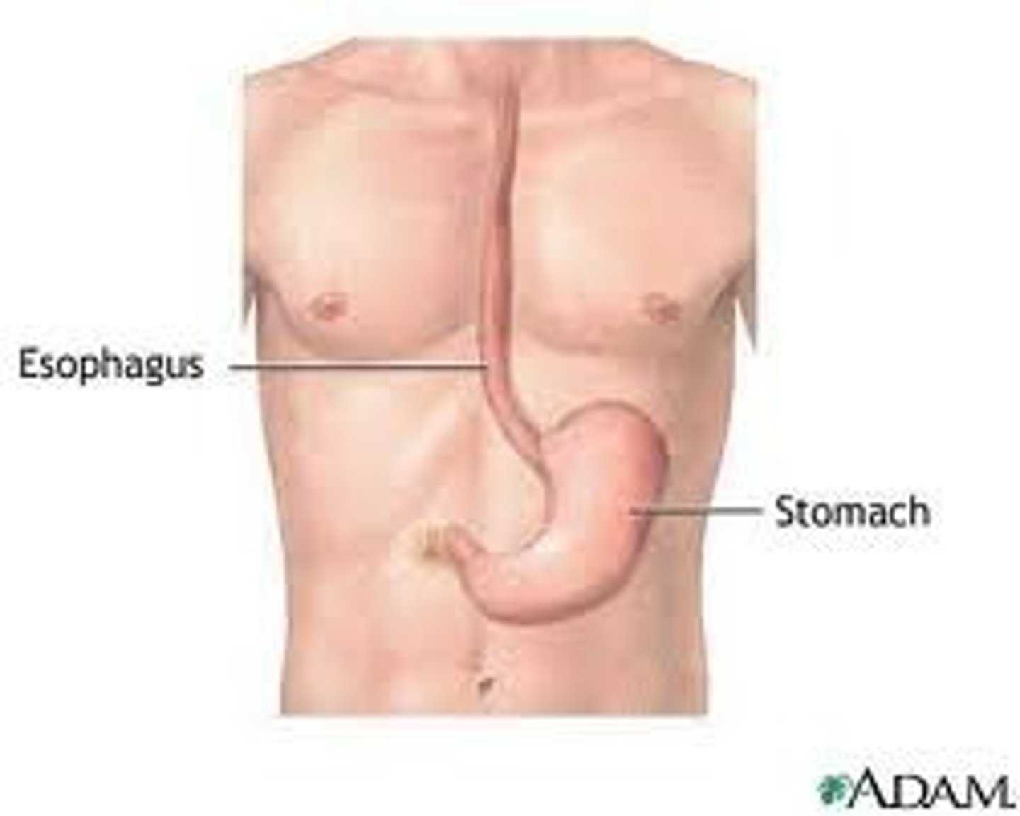 <p>the stomach</p>