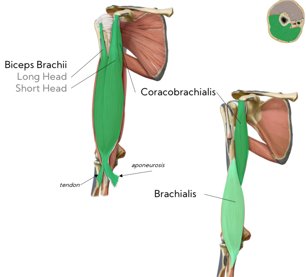 <p>Innervation: <strong>Musculocutaneous N</strong></p><p>Function: <strong>arm flexion   </strong></p><p>note: deep to biceps brachii; attaches to coracoid process</p>