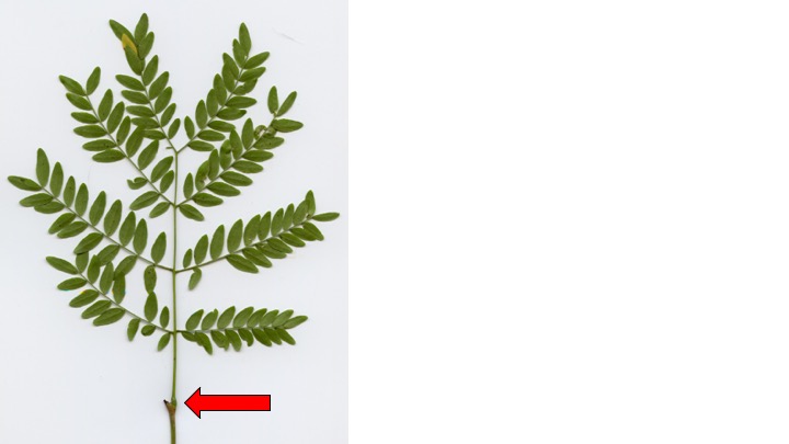 <p><span>The structure indicated by the arrow is an axillary bud. What type of leaf(ves) is/are shown?</span></p><ul><li><p>Simple</p></li><li><p>Doubly Pinnately Compound</p></li><li><p>Pinnately Compound</p></li><li><p>Palmately Compound</p></li></ul><p></p>