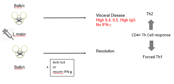 <p>TH2 onset: Causes disease: high IL-4, HIGH IgG no IFNy: chronic infection</p><p></p><p>TH1: Infection clearedhigh IFNy and no IL-4 disease wiill be resolved</p>