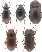 <p>Darkling Beetles</p><p>Order Coleoptera</p>