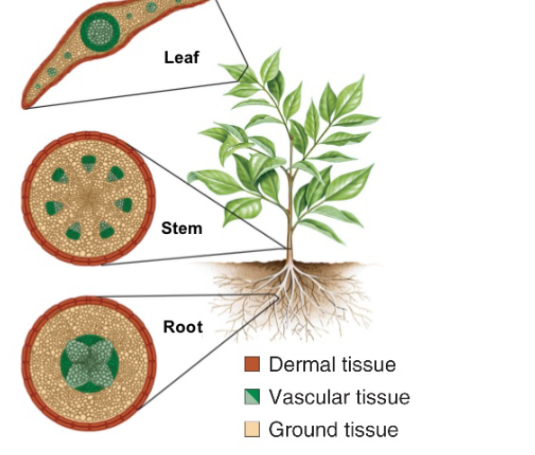 <p>form the epidermis and secrete waxy compounds that protect the plant from desiccation</p>