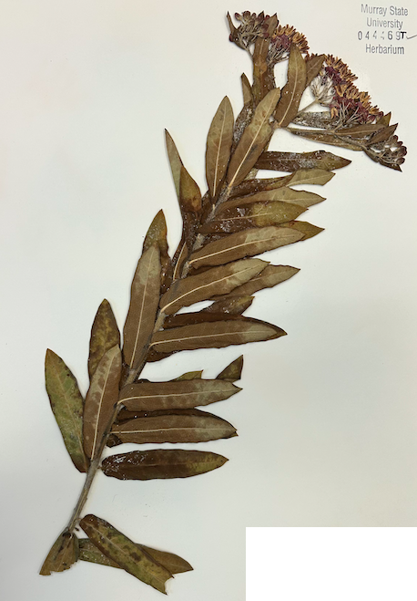 <p>Family? Genus?</p>