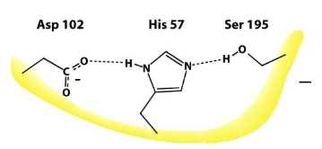 <p>Catalyzes the hydrolysis of the peptide bond in two steps</p>