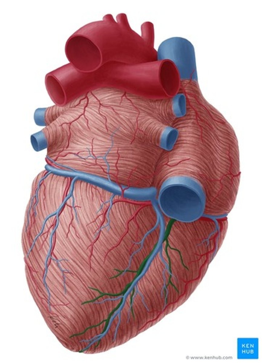 <p>posterior interventricular sulcus</p>