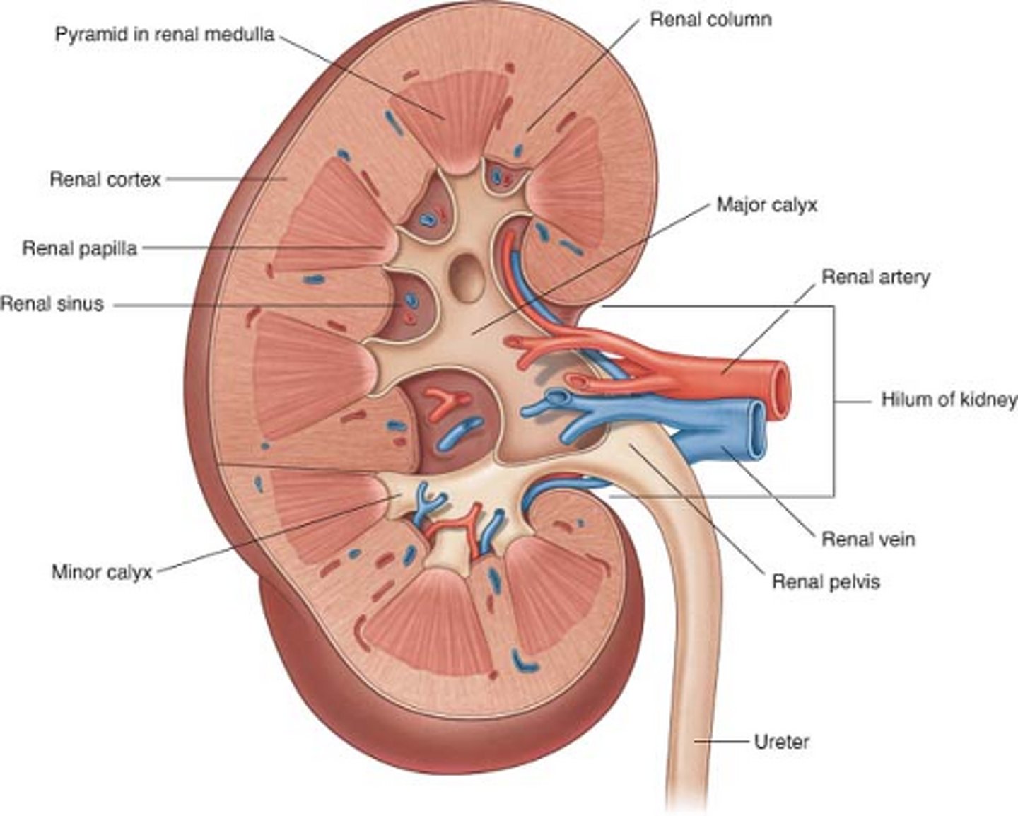 <p>(D) I, II, and III</p><p>The renal artery, renal vein, and ureter make up the renal hilum as it exits the kidney.</p>