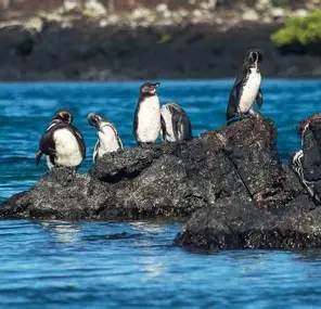 <p>Galapagos Penguin </p><ul><li><p>endangered </p></li><li><p>endemic species </p></li><li><p>3rd smallest in the world - about 35 cm tall </p></li><li><p>descended from Humboldt penguin (southern SA) </p></li><li><p>5,000 individuals in the islands</p></li><li><p>adults - black and white with stripe on front of the face </p></li><li><p>juveniles - greyer, without the stripes </p></li><li><p>Behaviors - </p><ul><li><p>breed along the west coast of Isabela and on Fernandina </p></li><li><p>seen resting on rocks along shoreline</p></li><li><p>Prey - fish and crustaceans </p></li><li><p>fat layer under feathers allows them to cool their body when on land, hold their wings out so air can circulate around their body </p><ul><li><p>keep feet shaded and pant rapidly</p></li></ul></li><li><p>mate for life </p></li><li><p>females lay 1-2 eggs in holes/caves </p><ul><li><p>parents take turns watching the nest until the eggs hatch </p></li></ul></li></ul></li></ul><p></p>