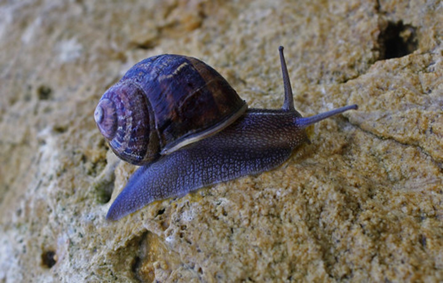 <p>Mollusca; snails and slugs</p>