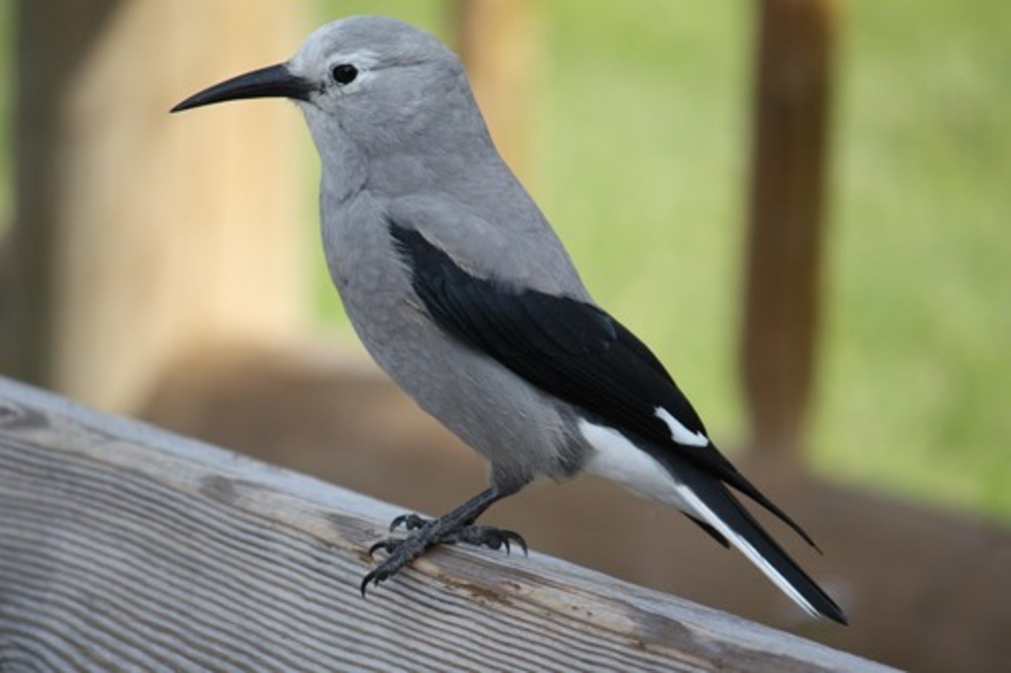 <p>Subalpine coniferous forests</p>