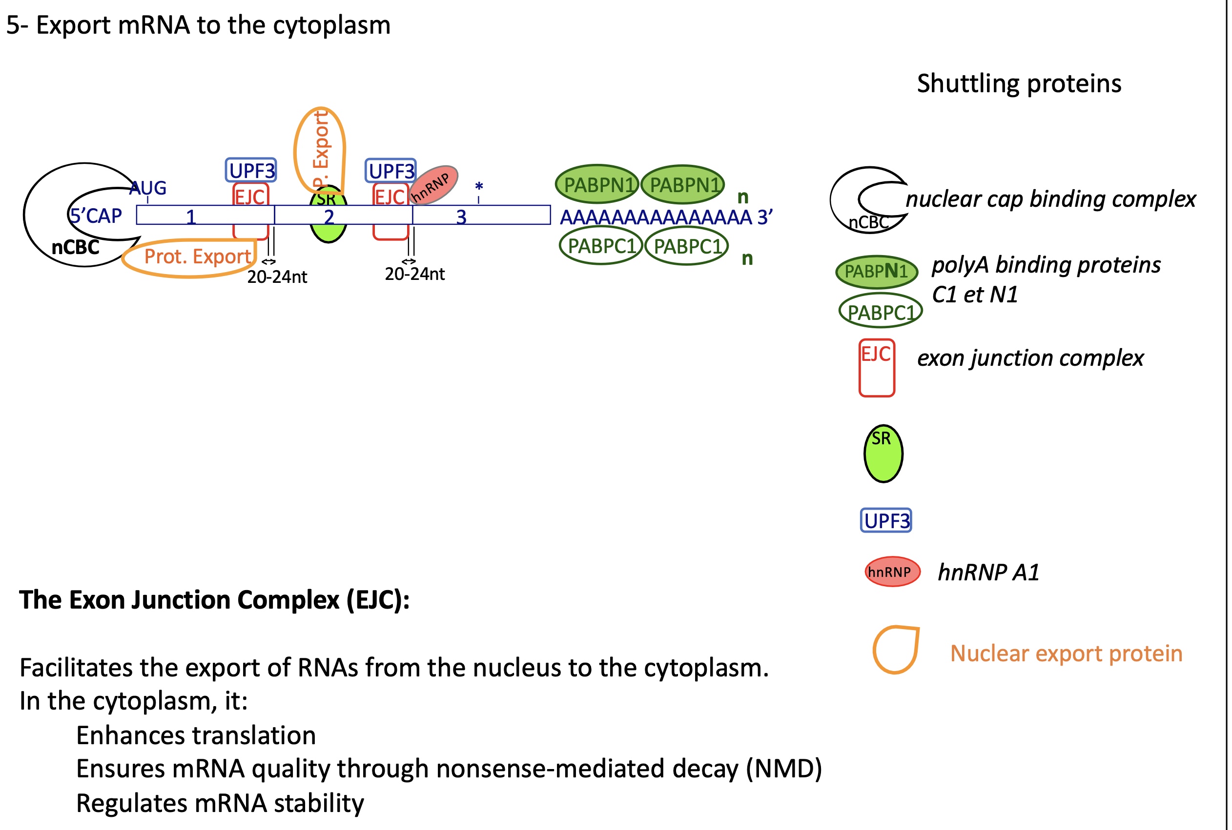 <p><strong>At the 5′ end — the “Cap Structure”</strong></p><ul><li><p>The <strong>5′ cap</strong> (7-methylguanosine) is bound by the <strong>nuclear Cap-Binding Complex (nCBC)</strong> made of:</p><ul><li><p><strong>CBP20</strong></p></li><li><p><strong>CBP80</strong></p></li></ul></li></ul><p><strong>Within the coding region — Exon Junction Complexes (EJCs)</strong></p><ul><li><p>After splicing, an <strong>EJC (Exon Junction Complex)</strong> is deposited ~20–24 nucleotides <strong>upstream of each exon–exon junction</strong>.</p></li><li><p>Core components:</p><ul><li><p><strong>eIF4AIII</strong></p></li><li><p><strong>MAGOH</strong></p></li><li><p><strong>Y14 (RBM8A)</strong></p></li><li><p><strong>MLN51 (CASC3)</strong></p></li></ul></li><li><p>Associated with <strong>UPF3</strong> (and later UPF2, UPF1) for <strong>Nonsense-Mediated Decay (NMD)</strong> control.</p></li></ul><p><strong>Throughout the mRNA — hnRNPs and SR proteins</strong></p><ul><li><p><strong>hnRNPs</strong> (heterogeneous nuclear ribonucleoproteins) coat the mRNA to protect it and help in packaging.</p><ul><li><p>e.g., <strong>hnRNP A1</strong>, <strong>hnRNP C</strong></p></li></ul></li><li><p><strong>SR proteins</strong> (splicing activators) remain bound and help recruit export adaptors.</p></li></ul><p>= <strong>shuttling proteins</strong></p><p><strong>At the 3′ end — Poly(A) tail and Poly(A)-binding proteins</strong></p><ul><li><p>The <strong>poly(A) tail</strong> (≈200 adenines) has two major binding proteins:</p><ul><li><p><strong>PABPN1 (nuclear)</strong> — binds the tail in the nucleus during processing.</p></li><li><p><strong>PABPC1 (cytoplasmic)</strong> — replaces PABPN1 after export and interacts with eIF4G to stimulate translation.</p></li></ul></li></ul><p></p>