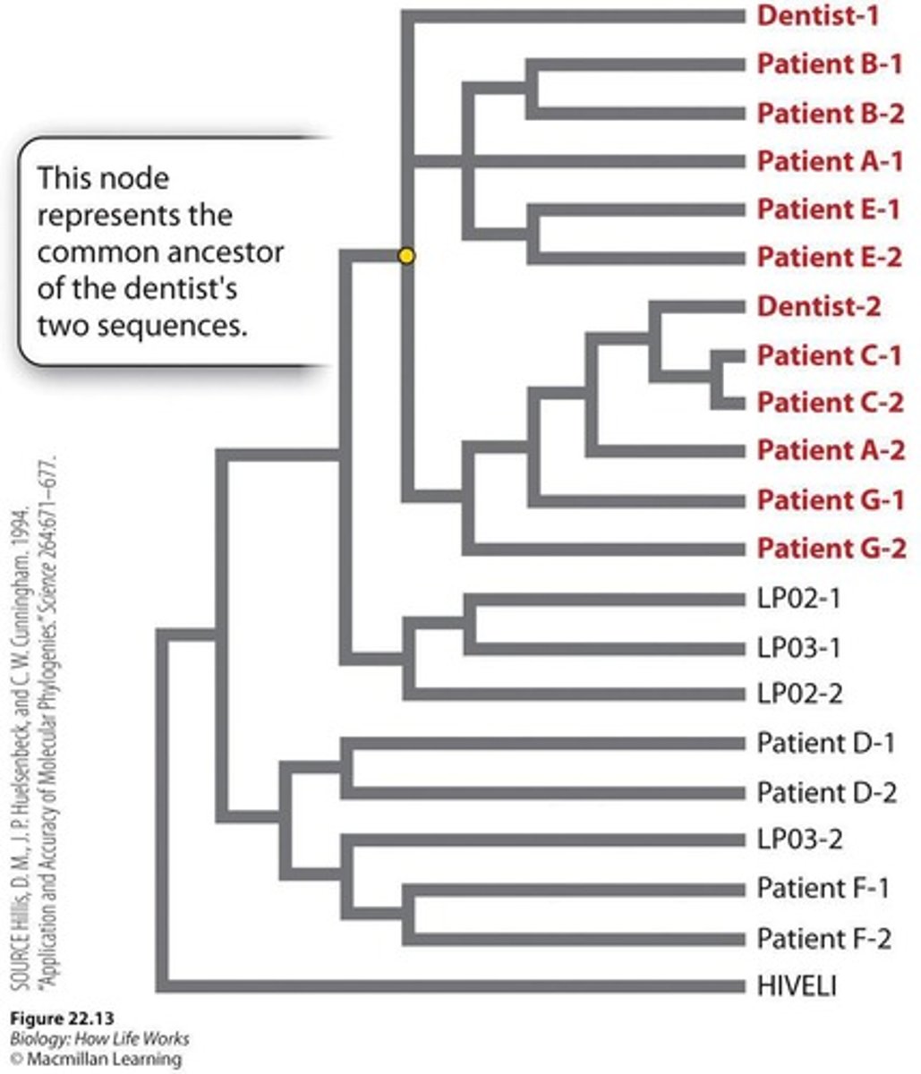 <p>Phylogenetic analysis showed that a dentist gave HIV to his patients in the 1980s.</p>