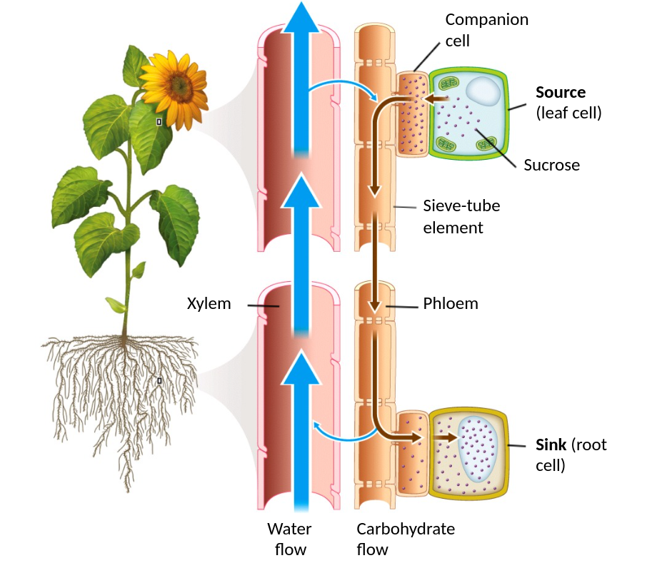 <p>Elements: develop long and thin and a bundle of them is called a sieve tube</p>