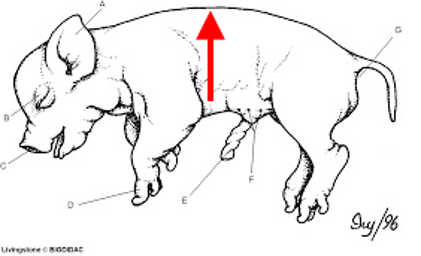 <p>Top side back (think dorsal fin)</p>