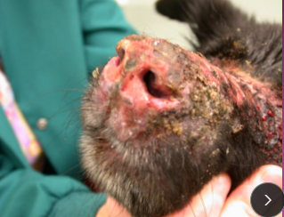 <p>Bullous Pemphigoid (BP)</p>