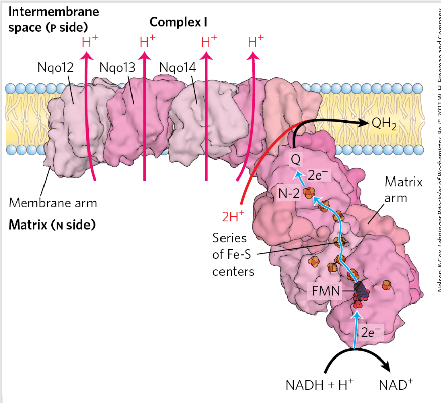 <ol><li><p>Catalyze transfer of hydride ion to Q from NADH (exergonic)</p></li><li><p>4 H+ is pumped to intermm space (endergonic) (against a proton gradient) </p><p>NADH+5H+ (N)+Q→NAD+ + QH2 + 2H+ (P)</p></li></ol><p>Prosthetic groups= FMN containing flavoprotein, Fe-S</p><p>L shape</p><p>Proton pump is driven by e transfer</p>