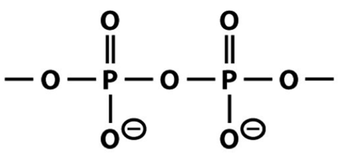 <p>POP</p>